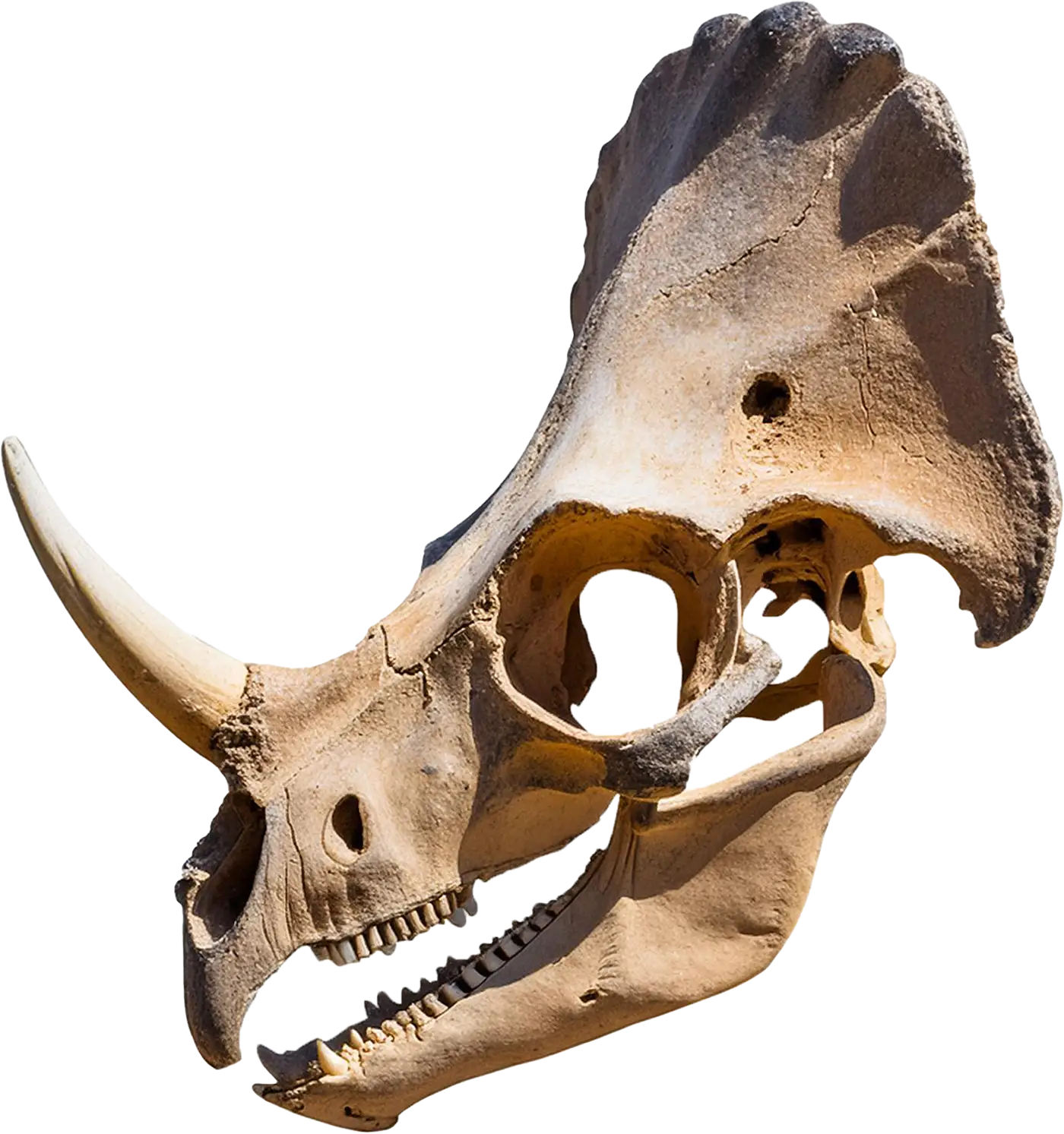 The skull of dinosaur