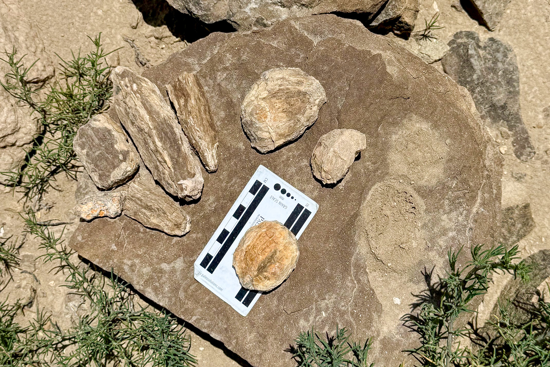 Fossilized wood fragments and unidentified seed pods documented during paleontological survey work in New Mexico.