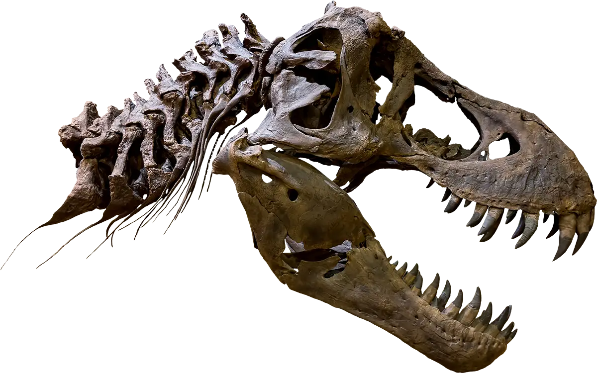 Fossil Bone Skull and Jaws of Tyrannosaurus rex (T-rex). isolated.