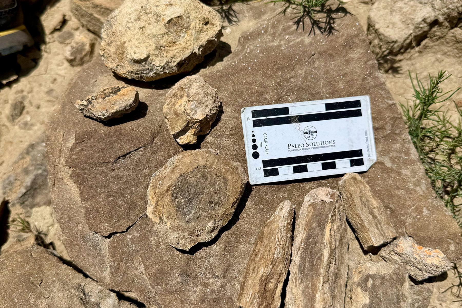 Fossilized wood and seed pods preserved in Upper Triassic sediments of the Trujillo Formation.