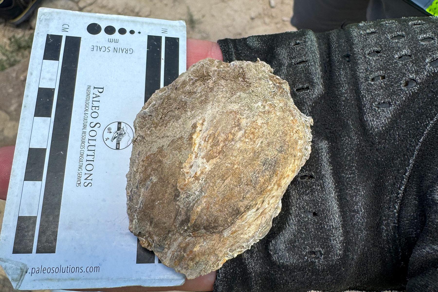 A 200-million-year-old fossil seed pod, offering insight into Triassic plant life.