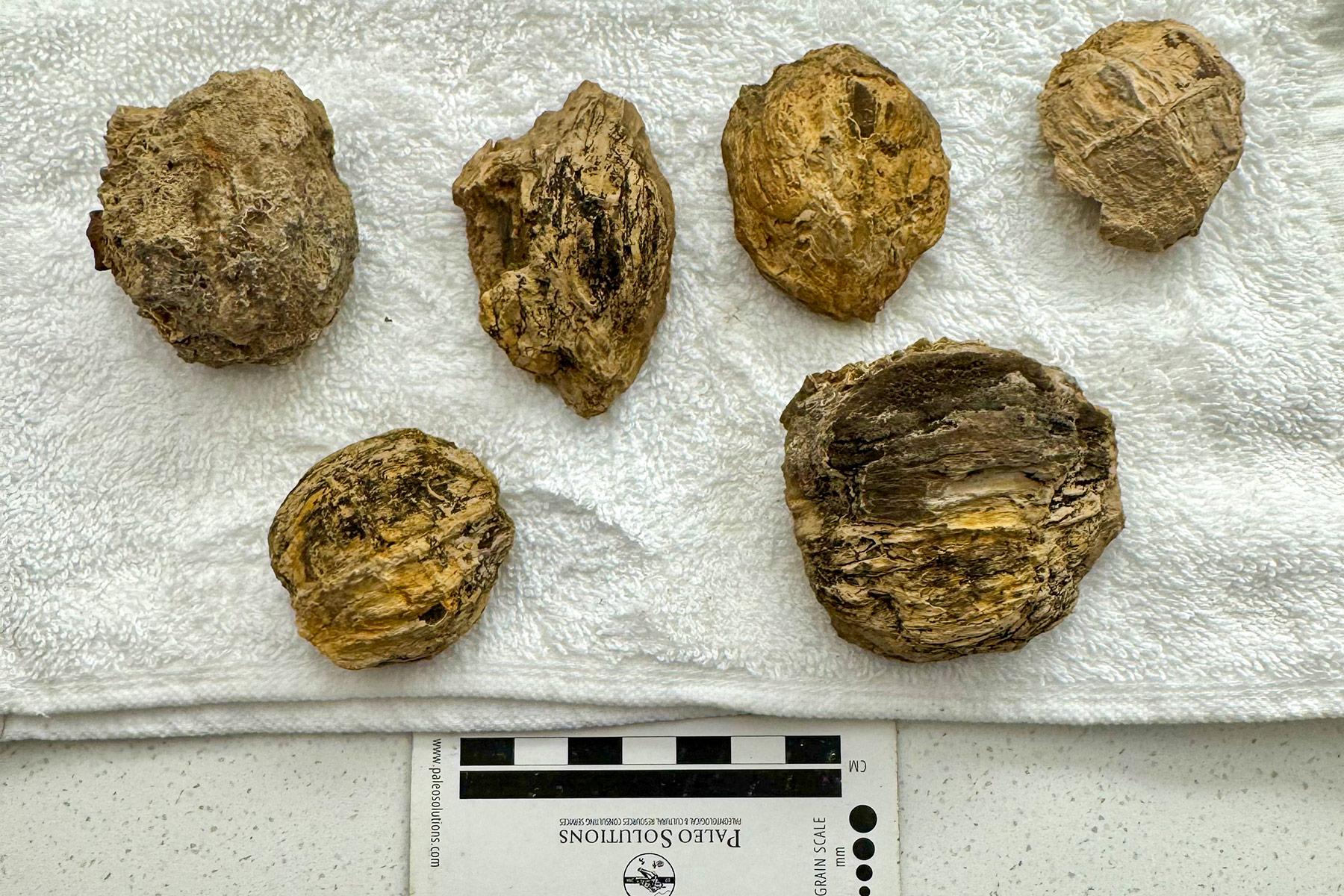 Cluster of 200-million-year-old fossil seed pods from the Trujillo Formation.