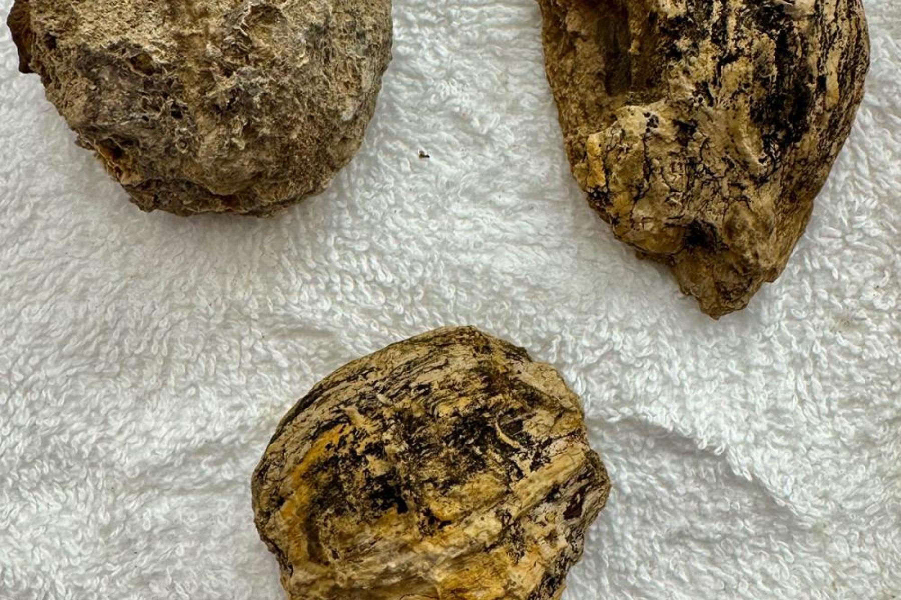 Multiple 200-million-year-old seed pods highlighting the diversity of Triassic flora.