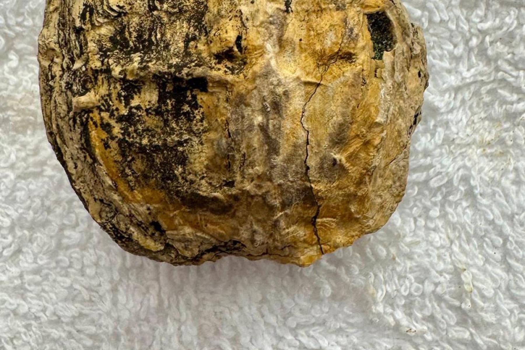 Ancient seed pod estimated at 200 million years old, providing evidence of early plant evolution.